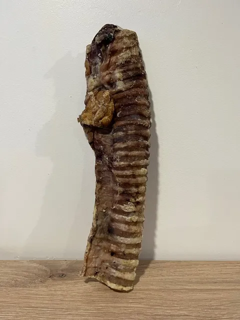 Trachée de boeuf