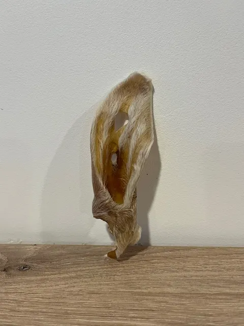 Oreilles de lapin