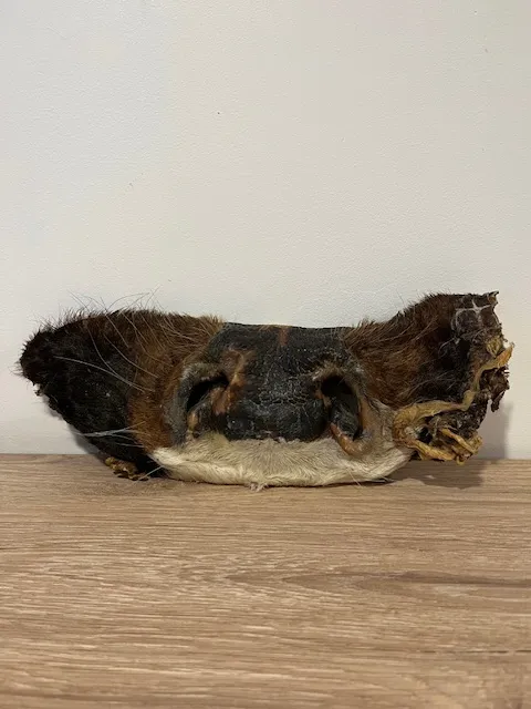 Masque de boeuf